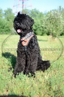 Pettorina dipinta a mano "Fuoco" per Terrier nero russo Pettorina dipinta a mano "Fuoco" per Terrier nero russo